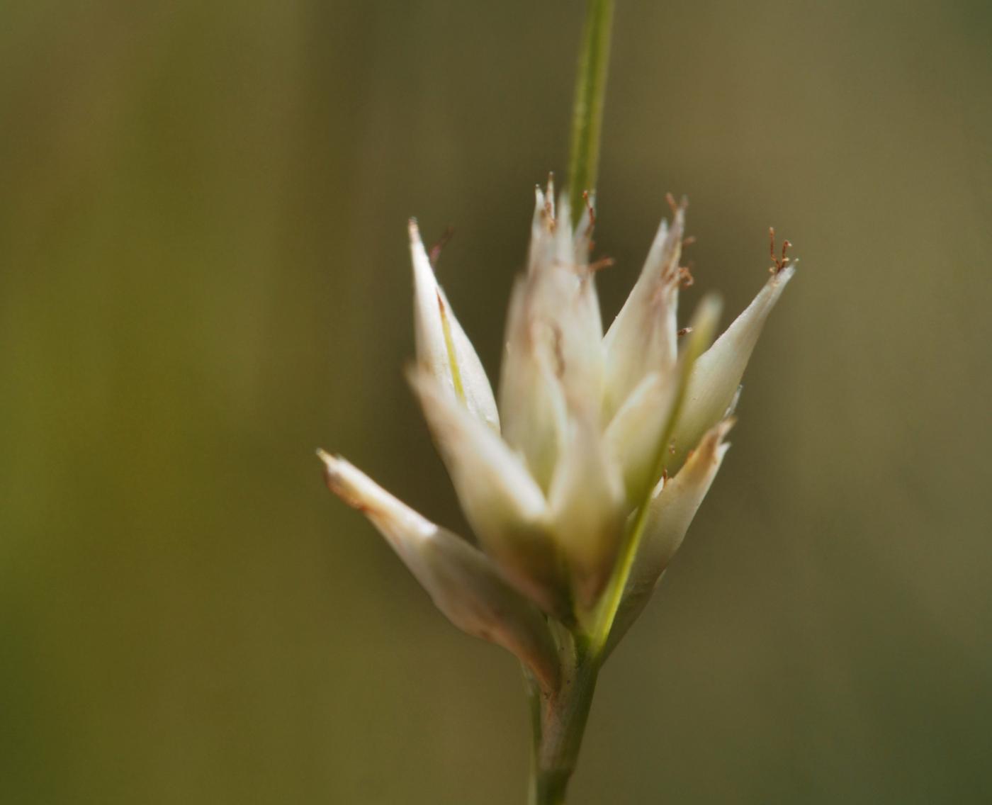 Beak-sedge, White flower
